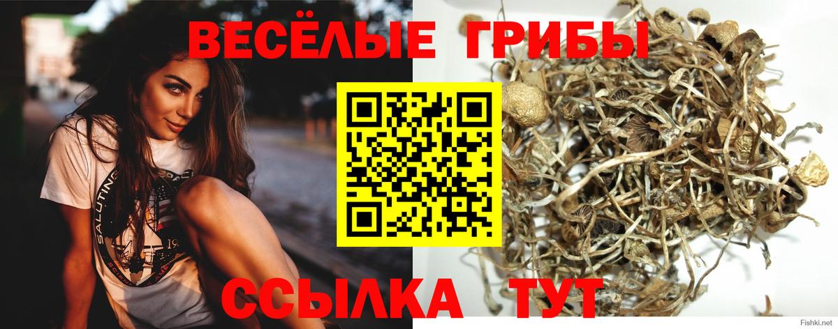 Галлюциногенные грибы Psilocybine cubensis Сарапул